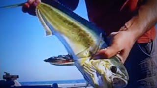 PESCA DALLA BARCA - Lampughe (caponi) con il vivo