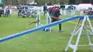 Eyki in Bonheiden agility