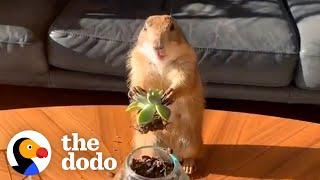 Prairie Dog Loves Working From Home With Dad | The Dodo