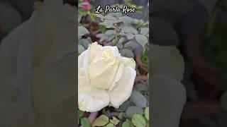 Rose i'd La Parla | Hybrid T Rose Variety #ytshorts #shorts #trending #viral #pankajterracegarden