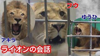 【釧路市動物園 アキラ ゆうひ フウ】ライオンFamilyのコミュニケーション《2025.3.5》