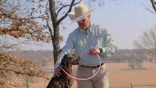 Orvis Dog-Training Series, Episode 6: How to Use Cues