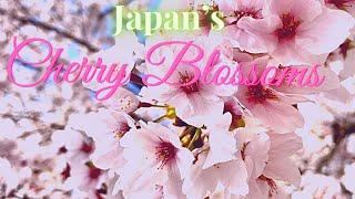 WHAT IS SAKURA| WHAT DO SAKURA SYMBOLIZE IN JAPAN| JAPAN’s SAKURA | CHERRY BLOSSOMS| SPRING 2021|