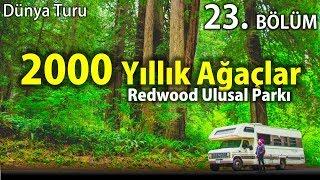 Dünya'nın En Yaşlı Ağaçları | Redwood | Amerika'da Karavan Hayatı | 23. Bölüm