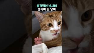 충격적인 냄새에 중독이 된 냥이ㅋㅋㅋㅋㅋ