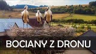 Bociany v Hniezde | Zabery z Dronu | dron DJI Phantom 3 Standard