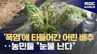 배춧값 폭등 사태‥"이렇게 힘든 건 46년 만" (2024.09.25/뉴스데스크/MBC)