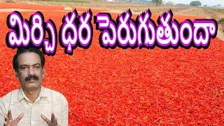 మిర్చి ధరలు పెరుగుతాయా Guntur Mirchi Market Report Mirchi Dhara Mirchi Exports Teja chilli Rate