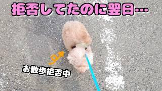 お散歩嫌いの愛犬が1ヶ月ぶりにパパと散歩したら別犬のようになりました！【トイプードル】