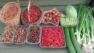 A Small Fruit And Salad Harvest.