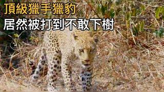 【動物世界】獵豹幸幸苦苦捕獲的獵物，沒想到自己一口都沒吃到#動物世界 #動物解說 #紀錄片 #animals #野生動物 #獵豹 #鬣狗