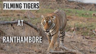 7 tigers in 1 safari | Ranthambore National Park | Tiger attack and hunt deer | Ranthambore | Tiger