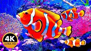 Relaxing Underwater World | Coral Reef Relaxing Music | Relaxing Vistas Underwater