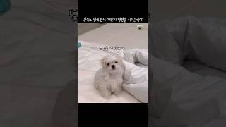 투덜대면서 시키는거 다하는 4개월 천재강아지 #dogshorts