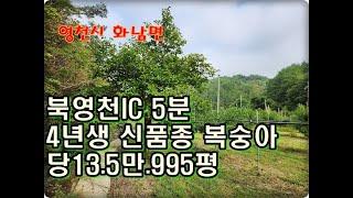 (영천착한부동산)NO.882/작업하기 쉬운 영천복숭아밭 995평 / 신품종 4년생 복숭아밭 995평