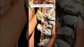 This kind man saved abandoned parrots