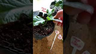 Topping and stripping Pepper plants w/ Jimmy Pickles