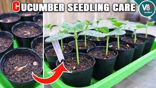 How to Take Care Cucumber from Seedling to Transplant