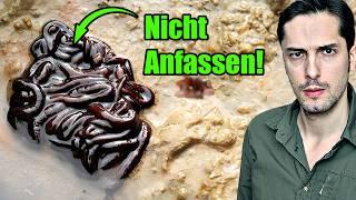 Unheimliches Gift-Wesen aus dem Meer! Teilweise unerforscht!