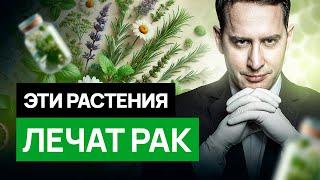 Натуральные препараты в лечении онкологии: вред или польза? #онкология #рак #фитотерапия