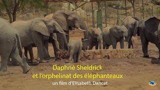 Daphne Sheldrick et l'orphelinat des Eléphanteaux - Partie 1