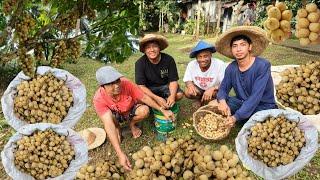 TULONG TULONG  SA PAGHARVEST NG LANSONES SA TAPAT NG BAHAY NAG DAMING NA PITAS