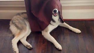 Huskies Are Really Big Drama Queens!  Funny Animals Videos 2024