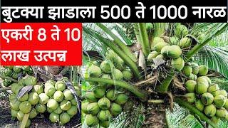 एका झाडाला 500 ते 1000 नारळ, एकरी 8 ते 10 लाख रुपये उत्पन्न / Coconut farming in maharashtra