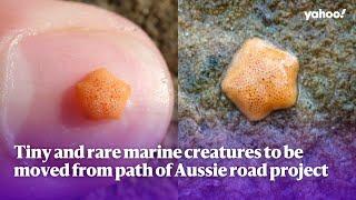 Tiny and rare marine creatures to be moved from path of major Aussie road project | Yahoo Australia