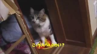 猫 にゃんズ日記 ⑩  就寝前のマイルーム  猫三昧 (*´▽｀*)