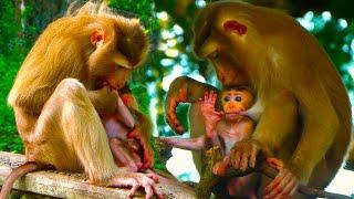 Beautiful Hybrid Monkey, Mother teaches tiny baby monkey learn to cling, learn to walk on branches