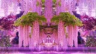 Magnificent Colors of Wisteria (HD1080p)