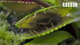 Hungry Venus flytraps snap shut on a host of unfortunate flies | Life - BBC