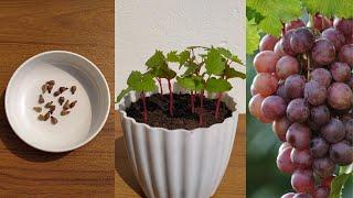 How to grow grapes tree from seeds at home || growing grapes from seeds easy method