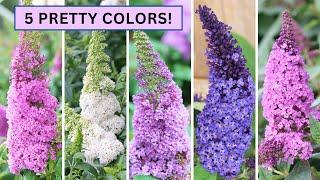 Pugster Butterfly Bush Guide: Planting, Growing, and Care (Buddleia)