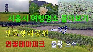 시흥여행 몰아보기...갯골생태공원,염전, 연꽃테마파크, 물왕호수, 경기둘레길 시흥 구간.