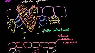 Biologia - Resposta Inflamatória (Khan Academy)