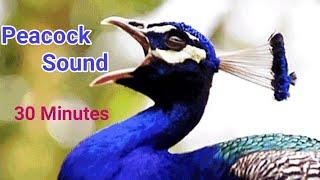 Half an Hour long of Peacock Sound, Peacock Nice Voices