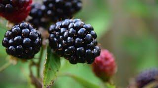 Small Fruit Workshop - Caneberries