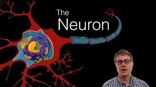 The Neuron