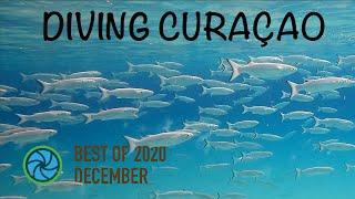 Diving Curaçao - Best of December 2020 | TropicLens 4K