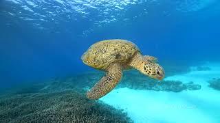 Green and hawksbill turtles on the Coffs Coast. Video by Brett Vercoe of Liquid Focus