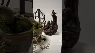 Bonsai Linh sam khai thác ninh thuận zin!