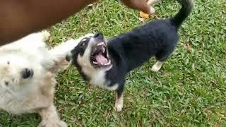 My dog keeps mouth open while playing | Papskang