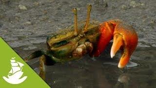 Fiddler Crabs: Only one big claw!