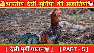 Indian Desi Chicken Breeds | Danki murgi palan, Desi Murgi Palan #asilchickens #murgipaln #danki