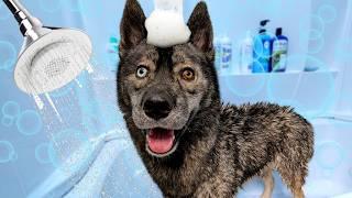 Watch My Husky's FIRST Bath Experience!