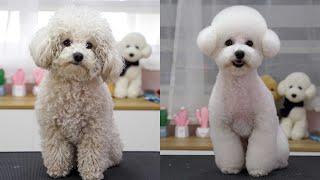 可愛的比熊狗狗大變身 ‖ How To Groom a Fluffy Dog ‖ pet groomer ‖ 寵物美容