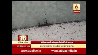 Small insects in rice of Moviya Anganwadi, Rajkot