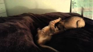 Kitten Fight